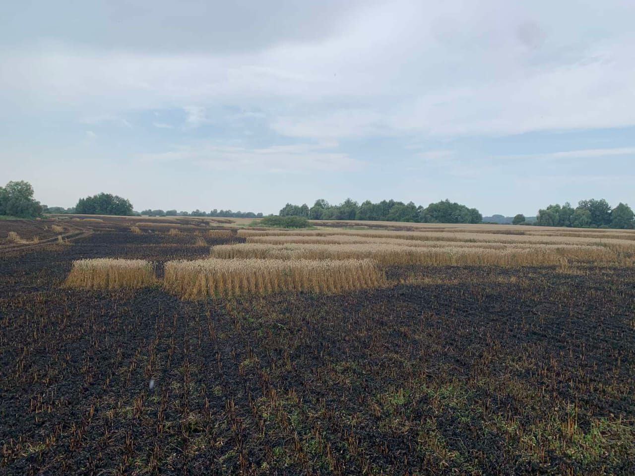 На Сумщині внаслідок ворожих обстрілів згоріло поле пшениці
