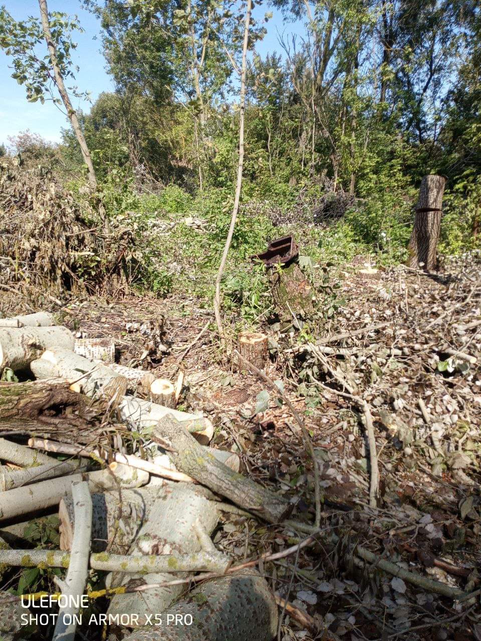 У Буринській громаді на Сумщині невстановлені особи зрубали понад 200 дерев – Держекоінспекція