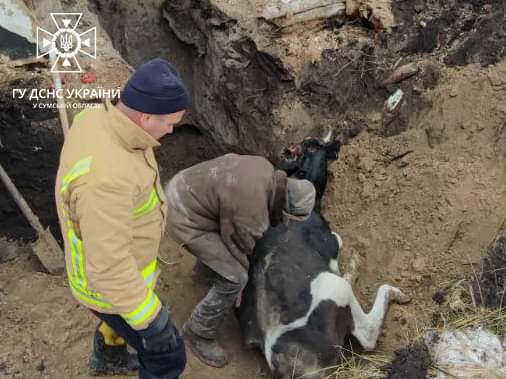 На Сумщині рятувальники дістали корову, яка провалилася у погріб